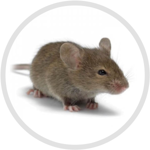 Mouse and rat cleanup in Vancouver